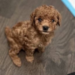 Poodle Puppies from Polina Walker's Poodles