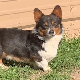 Gunner - Pembroke Welsh Corgi