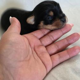 Rosie's Girl 2 - Black and tan female Yorkshire Terrier puppy in Aiken, South Carolina from Sio's Yorkies