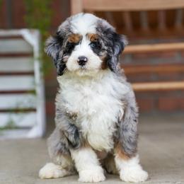 Marshall - Blue merle male Bernedoodle puppy in Dundee, Ohio from Down Home Doodle