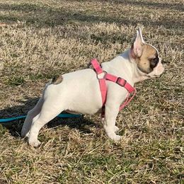 Roux - French Bulldog