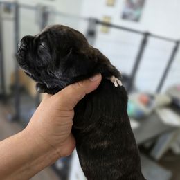 Pink - Black brindle female Cane Corso puppy in Lake Elsinore, California from CRUCIAL CANE CORSOS