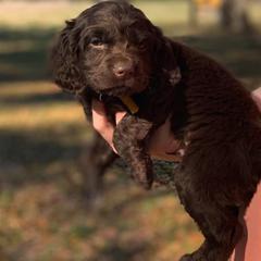Boykin Spaniel Puppies from Flyin W Boykins