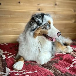 Wizzie - Miniature American Shepherd