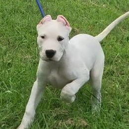Girl 3 - White female Dogo Argentino puppy in Morgan Hill, Pennsylvania from De la Fuerza De Dios