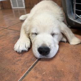 Golden Retriever and Poodle Puppies from Clementi Pearl Golden and Poodle