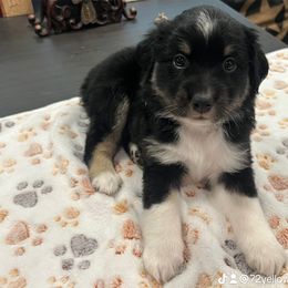 Miniature Australian Shepherd Puppies from Z’s Mini Aussies