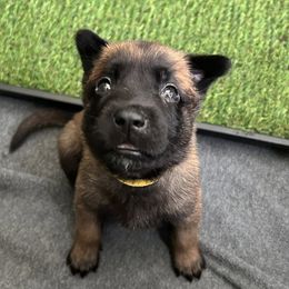 Belgian Malinois Puppies from Mike Maas' working dogs