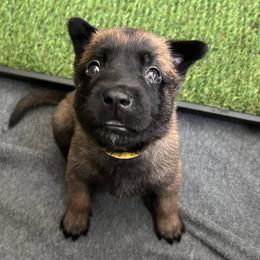 Belgian Malinois Puppies from Mike Maas' working dogs