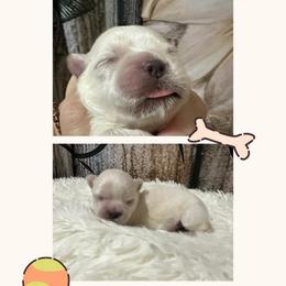 Boy 1 - Cream and white male Shih Tzu puppy in Bethpage, Tennessee from Tennessee's Treasured Shih Tzus