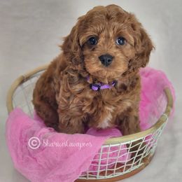 Cavapoo Puppies from Sharices Cavapoos