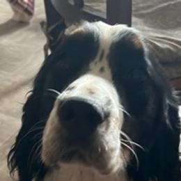 Thor - English Springer Spaniel