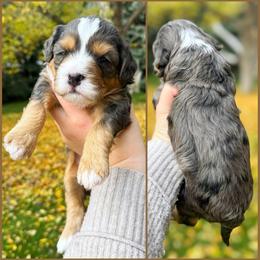 Reba - Merle female Bernedoodle puppy in Idaho Falls, Idaho from Idahome Doodle