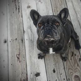 French Bulldogs from Forever Frenchies