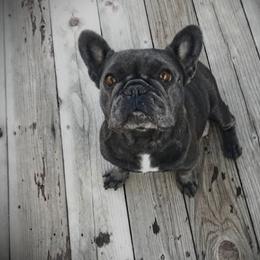 French Bulldogs from Forever Frenchies