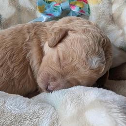 Arbor - Apricot male Goldendoodle puppy in Camden, North Carolina from Oopsie Doodles of NC