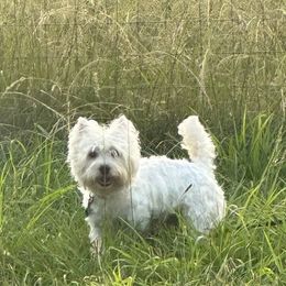 Rocco - West Highland White Terrier