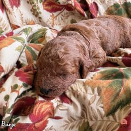 Banjo - Red  male Poodle puppy in Florida from Rouge Poodles