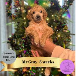 Mr Gray - Apricot male Poodle puppy in Ocean Springs, Mississippi from Forever Summer Standard Poodles