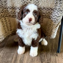 Bonbon - Brown female Bernedoodle puppy in Danielsville, Georgia from Meg's Doodles and Poodles