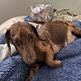 Mable - Dachshund