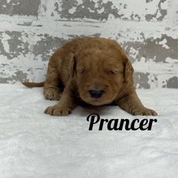 Prancer - Red  female Goldendoodle puppy in Nortonville, Kentucky from Deb’s KY Doodles