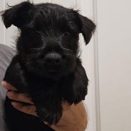 Brown - Male3 - Black male Scottish Terrier puppy in Conroe, Texas from Scotch McLaren Terriers
