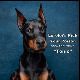 Tonic - Doberman Pinscher