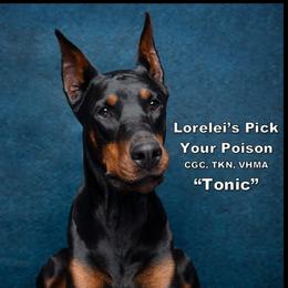 Tonic - Doberman Pinscher