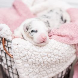 Australian Shepherd Puppies from Cornerstone Australian Shepherds