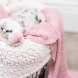 Australian Shepherd Puppies from Cornerstone Australian Shepherds