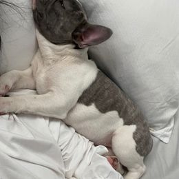 French Bulldog Puppies from Elite Bullies Miami