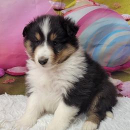 Nico - Black white and tan male Shetland Sheepdog puppy in Conway, Missouri from Brooks's little darlings