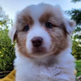 Spice - Australian Shepherd puppy from Louvre Australian Shepherds