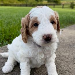 Girl 3 - Parti female Goldendoodle puppy in Wilmore, Kentucky from Central Kentucky Goldendoodles
