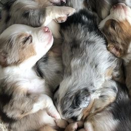 Miniature Australian Shepherds from CenCal Mini Aussies