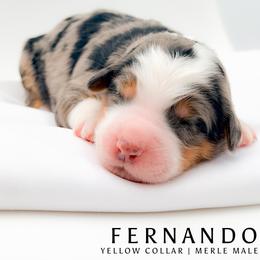 Fernando - male Australian Mountain Doodle puppy in Tipton, Indiana from Country Creek Doodles