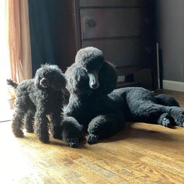 Poodle All Grown Up from Stone Run Standard Poodles