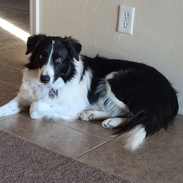 Meadow - Border Collie