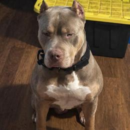Caesar - American Bully