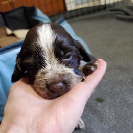 Boy 5 benny - Liver and white English Springer Spaniel puppy in North Carolina from Morrow MountainSpringers
