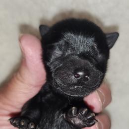 Schipperke Puppies from Walking Hart Schipperkes