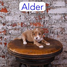 Alder - Red  male Goldendoodle puppy in Calhoun, Georgia from Happy Top Doodles