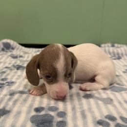 Pluto - Piebald male Dachshund puppy in Irving, Texas from DFW Dachshunds by G & S