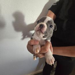 Light green - Blue male Boston Terrier puppy in Red Rock, Arizona from Aronow Pups