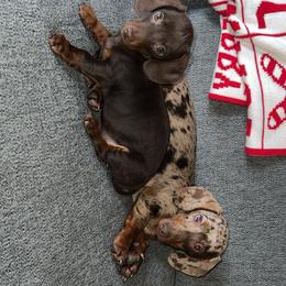 Dachshund Puppies from Golden Creek Farm