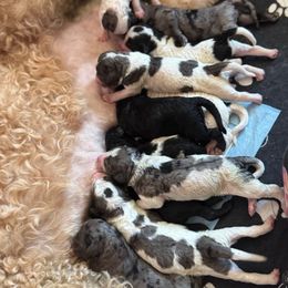 Boy 1 - Parti male Goldendoodle puppy in Toledo, Ohio from Avery Doodle Day LLC
