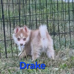 Drake - Red and white male Pomsky puppy in Coatesville, Pennsylvania from Peaceful Pomskys