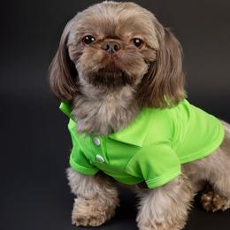 Koffi - Shih Tzu