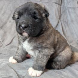 AKC Suki - Brown, black overlay female Akita puppy in Tombstone, Arizona from WeVolution Off-Grid